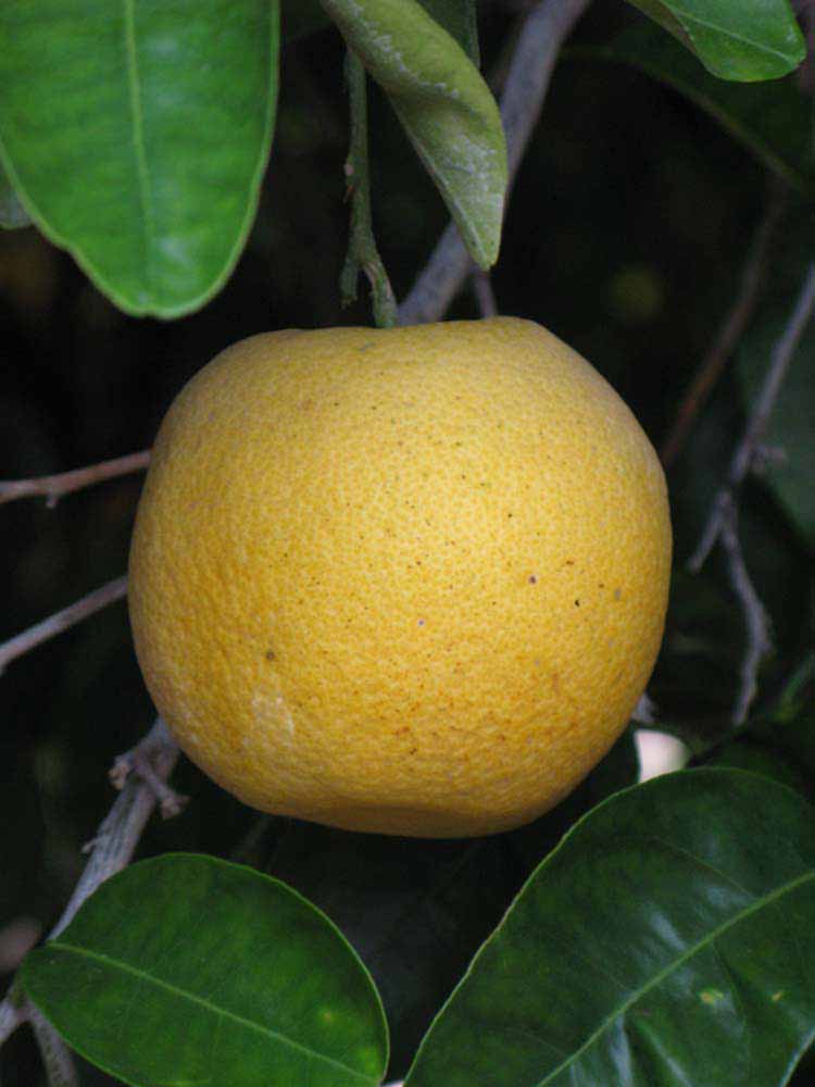            Fruit (Goutoucheng, Riverside, CA)   